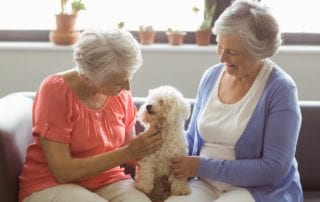 Excellent Pets for seniors