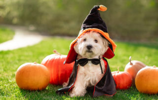 Dogs and Halloween