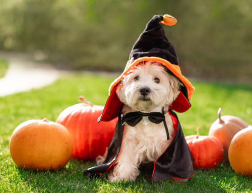 Six Ways for Adults to Get in the Halloween Spirit