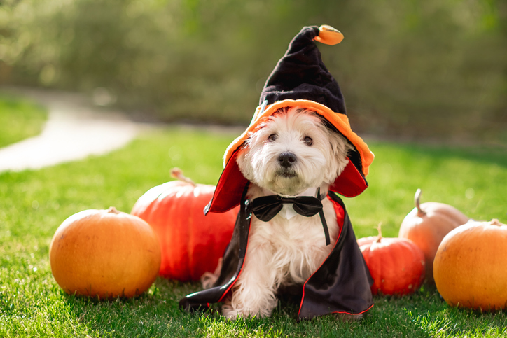 Dogs and Halloween