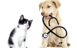 How pets are good for your health