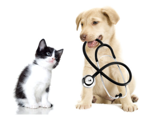 Five Reasons Pets Are Good For Your Health