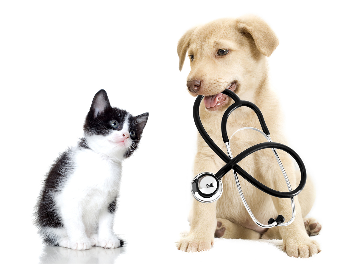 How pets are good for your health